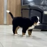 バーニーズ・マウンテン・ドッグ【静岡県・男の子・2025年9月12日・ブラックラスト&ホワイト】の写真6