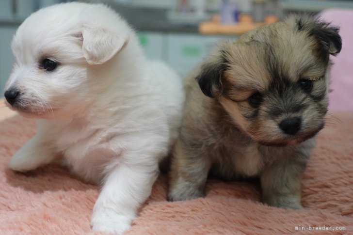 齋藤広光ブリーダーのブログ：11/5生　ペッシェの仔誕生（MIX）