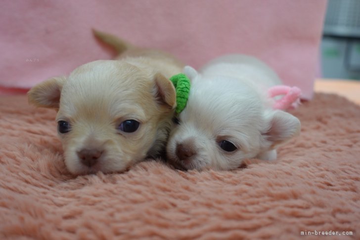 齋藤広光ブリーダーのブログ：11/13生　アネッサの仔誕生（チワワ）