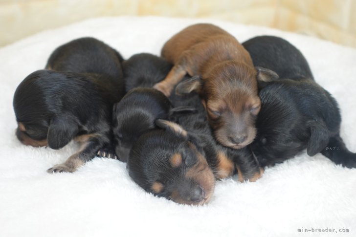 齋藤広光ブリーダーのブログ：11/1生　ラメールの仔誕生（Mダックス）