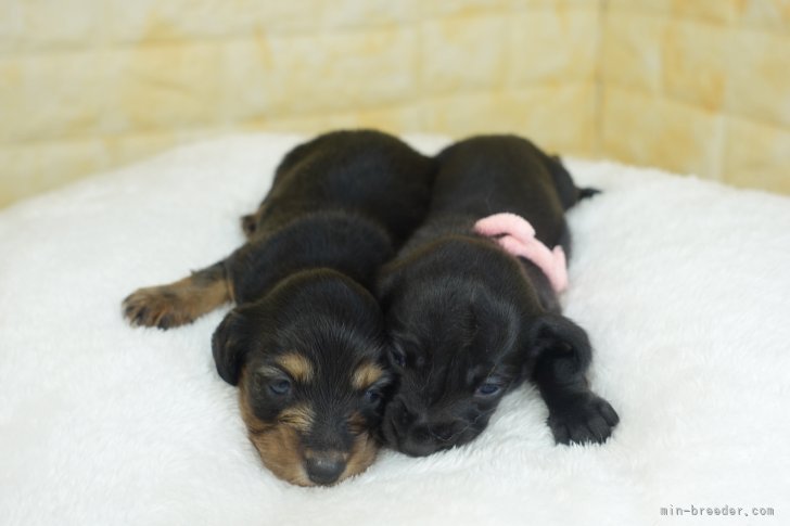 齋藤広光ブリーダーのブログ:10/10生ま ジェニファーの仔誕生