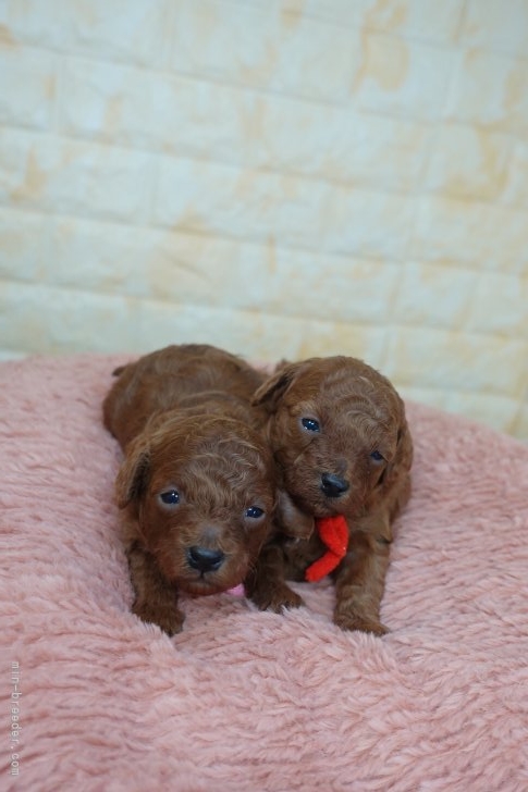 齋藤広光ブリーダーのブログ：10/18生　アーニャの仔誕生（トイプードル）