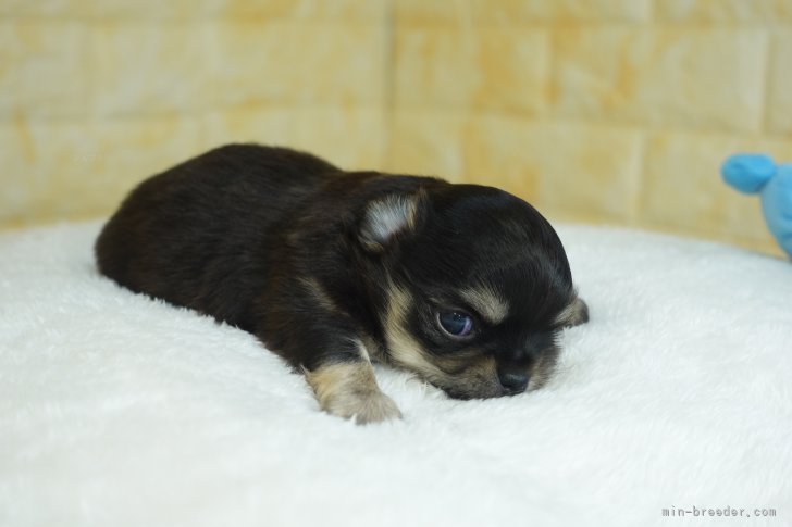 齋藤広光ブリーダーのブログ:10/7生 ブレンダの仔誕生(チワワ)