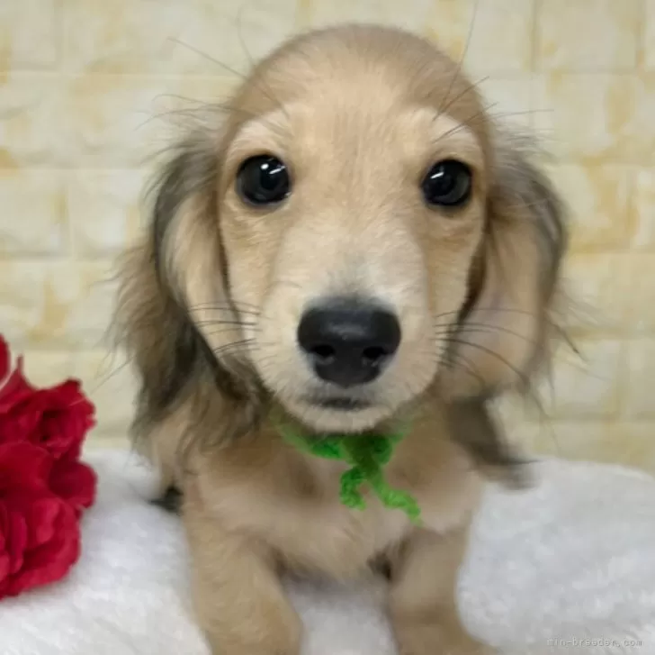 T.T 様のお迎えした子犬