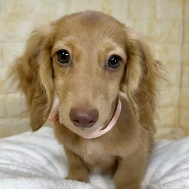 T.S 様のお迎えした子犬