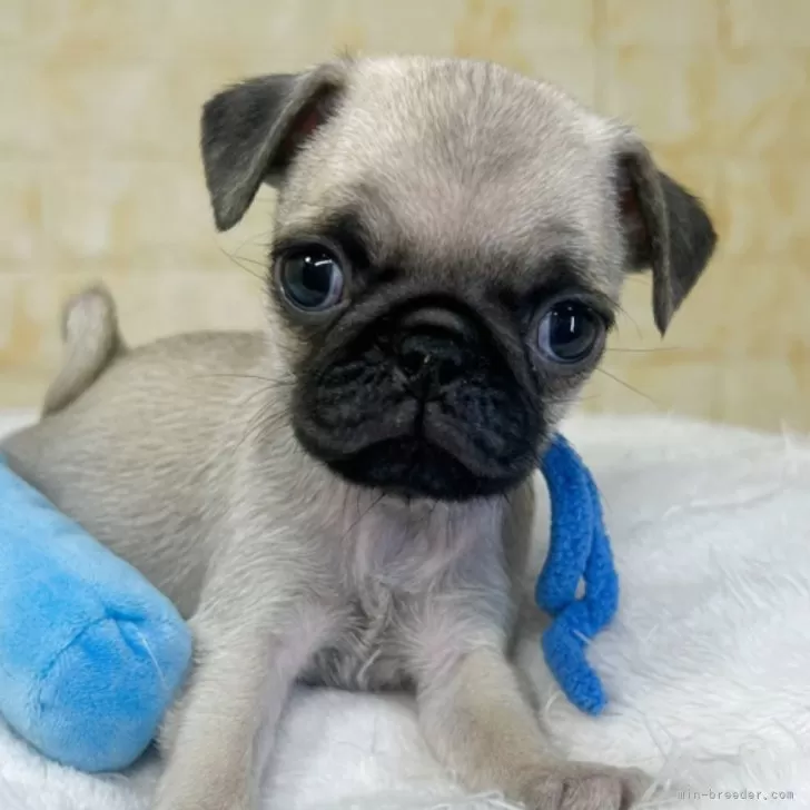 ID：2510-05087の子犬