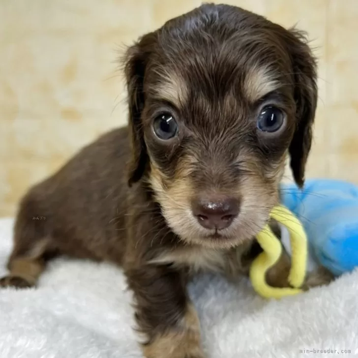 ミニチュアダックスフンド(ロング)【岐阜県・女の子・2025年9月19日・チョコ&amp;イエロー】の写真1