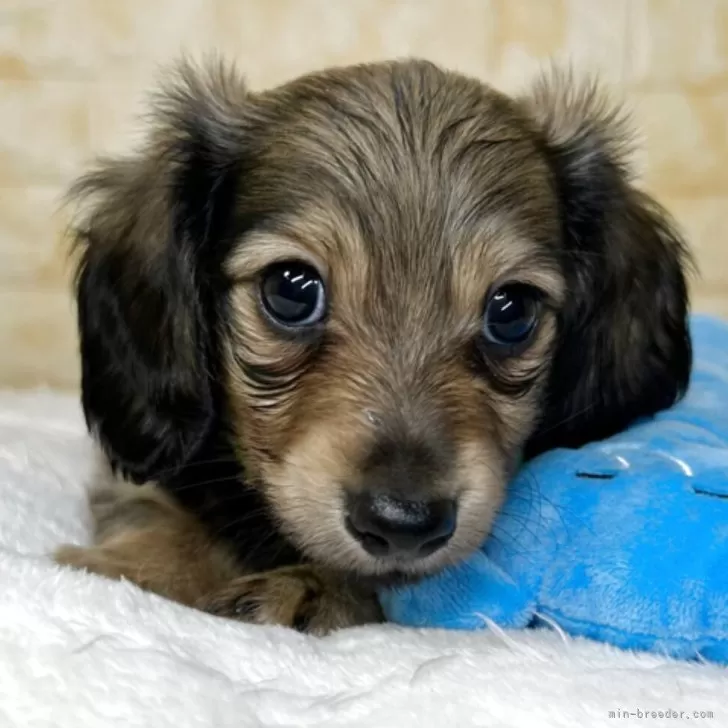 とみぃ 様のお迎えした子犬