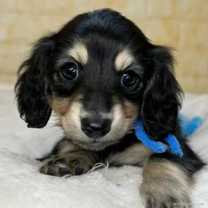 ID：2504-00539の子犬