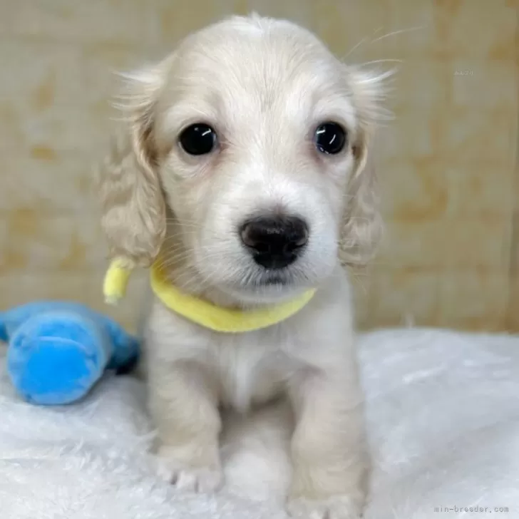 M.S 様のお迎えした子犬