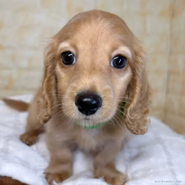 ID：2505-03778の子犬