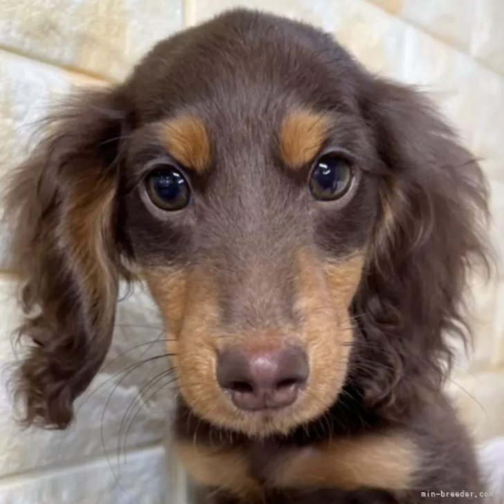 ID：2502-03430の子犬