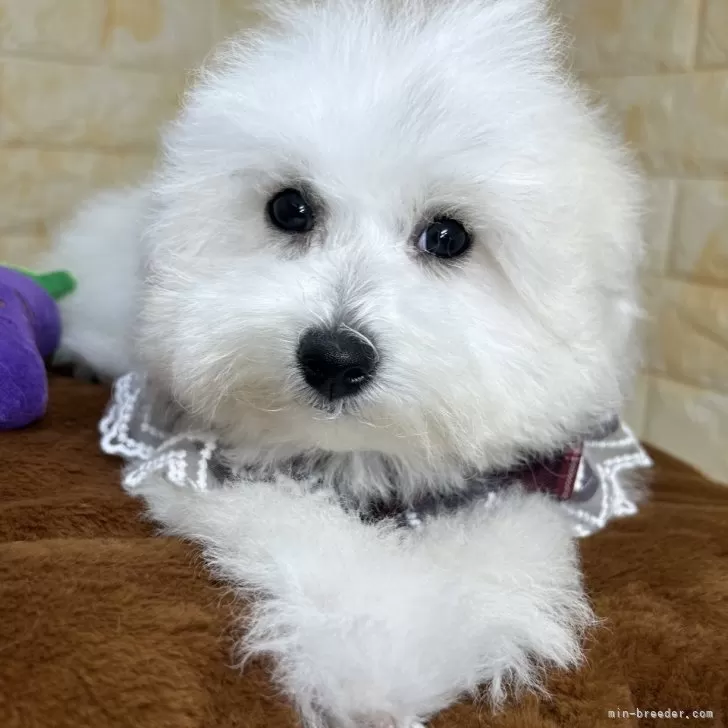 ID：2410-01138の子犬