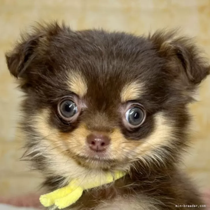 ID：2501-07161の子犬