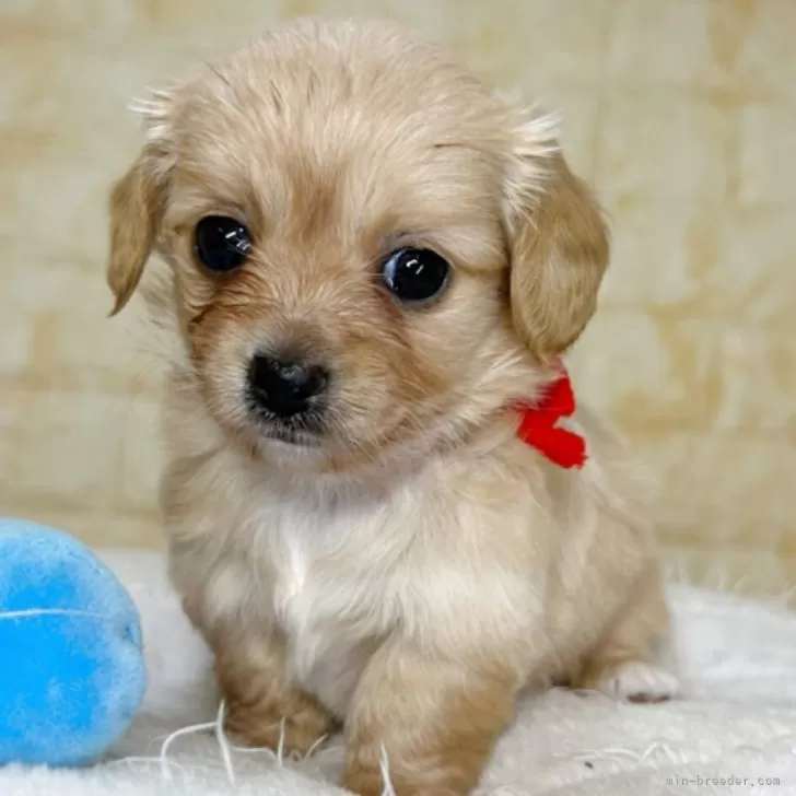 ID：2504-04669の子犬