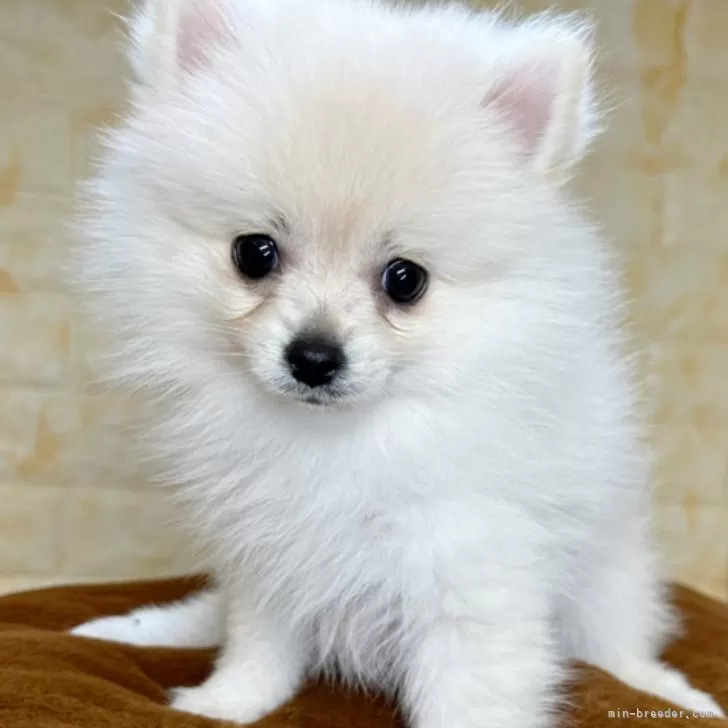 ID：2411-01222の子犬