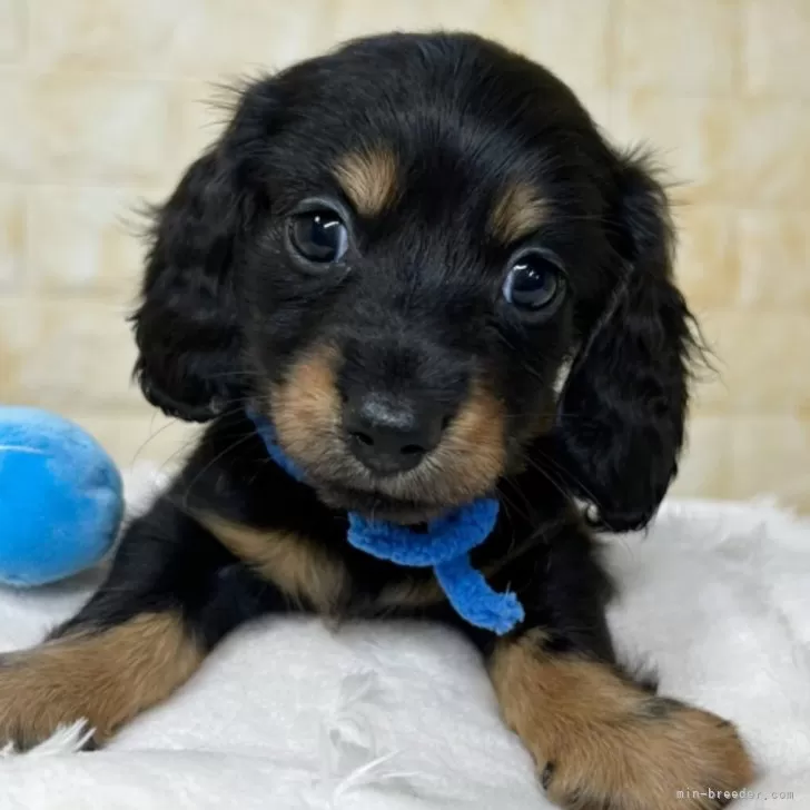 ID：2507-06203の子犬