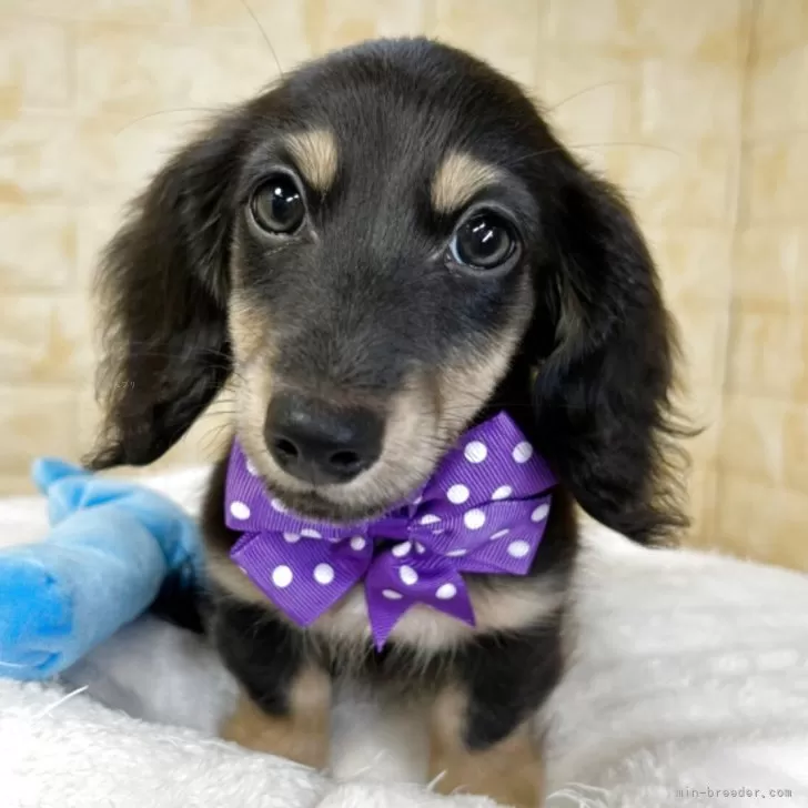 ID:2507-06219の子犬