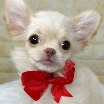 チワワ(ロング)【岐阜県・女の子・2025年7月4日・クリーム】の写真「🌟総額表示🌟可愛いクリーム色♪」