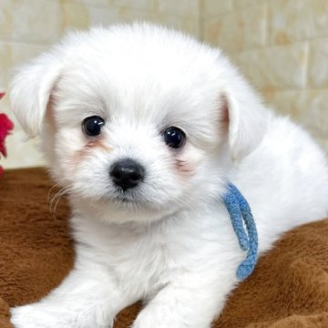 ミックス(ポメラニアン×ビションフリーゼ)【岐阜県・男の子・2025年10月2日・ホワイト&クリーム】の写真「🌟総額表示🌟５匹兄妹の男の子👦💙」