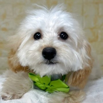 トイプードル(トイ)【岐阜県・男の子・2025年8月6日・アプリコット】の写真「🌟総額表示🌟３匹兄妹のおっとりな男の子😊😊」