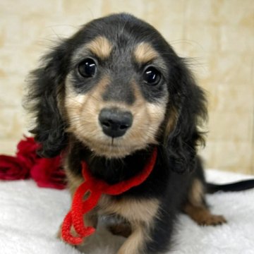 ミニチュアダックスフンド(ロング)【岐阜県・女の子・2025年10月10日・ブラック&タン】の写真「🌟総額表示🌟２匹姉妹の長女ちゃん👶❤️」