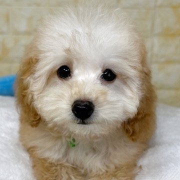 トイプードル(トイ)【岐阜県・男の子・2025年8月6日・アプリコット】の写真「🌟総額表示🌟３匹兄妹のおとこのこ😊」