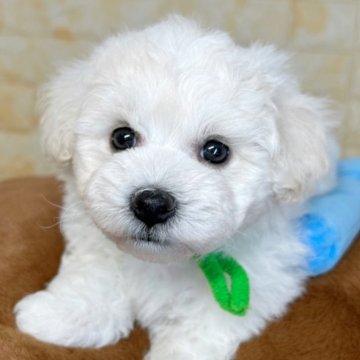 ビションフリーゼ【岐阜県・男の子・2025年2月22日・ホワイト】の写真「🌟総額表示🌟モフモフ犬🐶🤍」