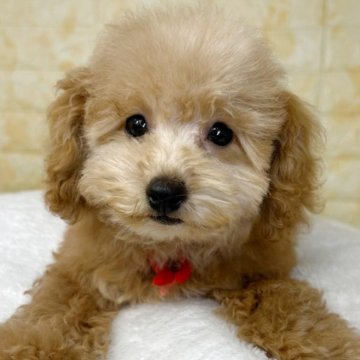 トイプードル(トイ)【岐阜県・女の子・2025年8月6日・レッド】の写真「🌟総額表示🌟３匹兄妹のおんなのこ😊」