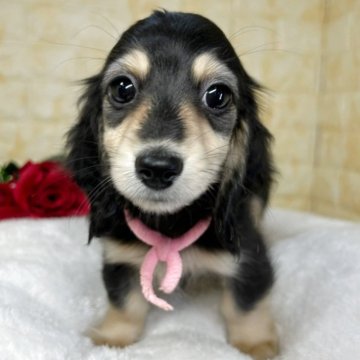 ミニチュアダックスフンド(ロング)【岐阜県・女の子・2025年8月31日・ブラック&イエロー】の写真「🌟総額表示🌟美人４姉妹です🐶💖」