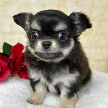 チワワ(ロング)【岐阜県・男の子・2025年10月7日・ブラック&タン】の写真「🌟総額表示🌟ひとりっ子の男の子👦」