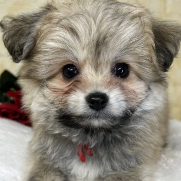 ミックス(ポメラニアン×ビションフリーゼ)【岐阜県・女の子・2025年10月2日・フォーン】の写真「🌟総額表示🌟５匹兄妹の女の子👧❤️」