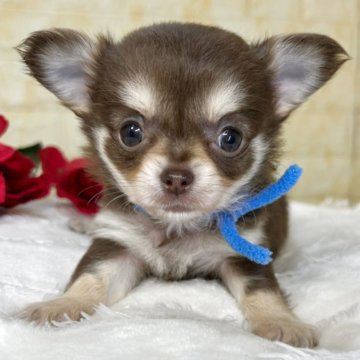 チワワ(ロング)【岐阜県・男の子・2025年11月3日・チョコ&タン】の写真「🌟総額表示🌟男の子ばかりの4匹兄弟👬💙」