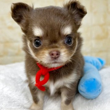 チワワ(ロング)【岐阜県・女の子・2025年9月22日・チョコ&タン】の写真「🌟総額表示🌟コロコロ３姉妹👶💗」