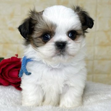 ミックス(チワワ×シーズー)【岐阜県・男の子・2025年10月6日・ホワイト&ゴールド】の写真「🌟総額表示🌟プリプリコロコロな男の子👦🍑」