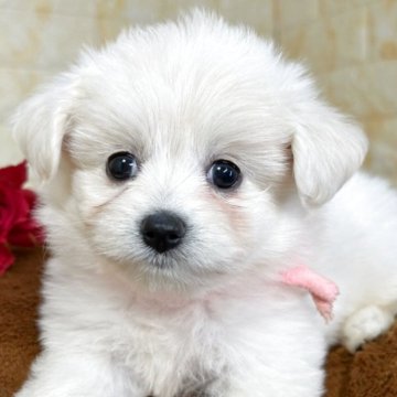 ミックス(ポメラニアン×ビションフリーゼ)【岐阜県・女の子・2025年10月2日・ホワイト&クリーム】の写真「🌟総額表示🌟５匹兄妹の女の子👧🩷」