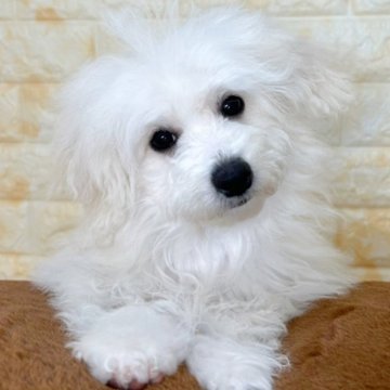 ビションフリーゼ【岐阜県・女の子・2024年11月5日・ホワイト】の写真「総額表示🌟活発で元気な女の子😊😊💕」