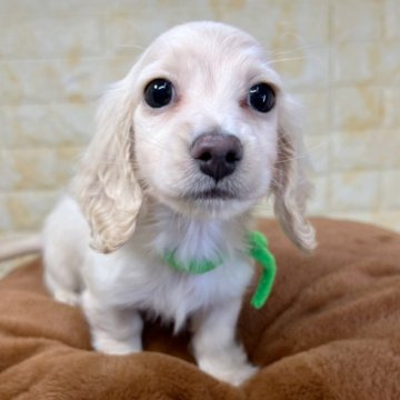 ミニチュアダックスフンド(ロング)【岐阜県・男の子・2025年12月4日・クリーム】の写真「🌟総額表示🌟２匹兄妹の男の子👦👦」