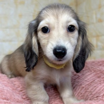 ミニチュアダックスフンド(ロング)【岐阜県・女の子・2025年8月31日・シェーデッドイエロー】の写真「🌟総額表示🌟美人４姉妹です🐶💖」