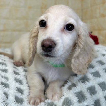 ミニチュアダックスフンド(ロング)【岐阜県・男の子・2025年12月4日・クリーム】の写真「🌟総額表示🌟２匹兄妹の男の子👦👦」