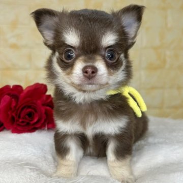 チワワ(ロング)【岐阜県・男の子・2025年11月3日・チョコ&タン】の写真「🌟総額表示🌟４兄妹のおとこのこ👦👦」