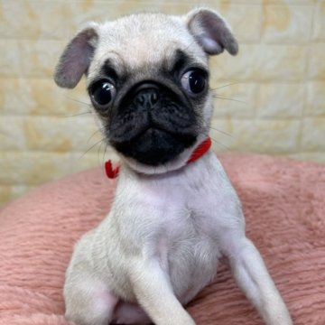 パグ【岐阜県・女の子・2025年8月31日・フォーン】の写真「🌟総額表示🌟６匹兄妹の女の子👧❤️」