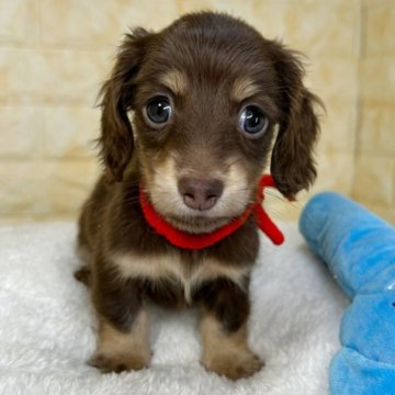 ミニチュアダックスフンド(ロング)【岐阜県・女の子・2025年9月20日・チョコ&イエロー】の写真「🌟総額表示🌟３匹兄妹の女の子👧❤️」