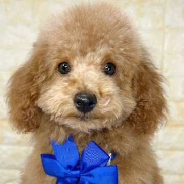 トイプードル(トイ)【岐阜県・男の子・2025年8月5日・レッド】の写真「🌟総額表示🌟もっこもこの可愛い男の子👦」