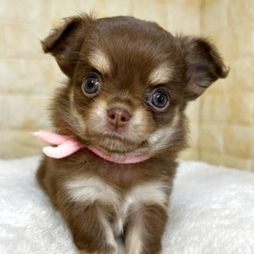 チワワ(ロング)【岐阜県・女の子・2025年9月22日・チョコ&タン】の写真「🌟総額表示🌟コロコロ３姉妹👶💗」