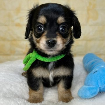 チワックス(チワワ×ダックスフンド)【岐阜県・男の子・2025年9月26日・ブラック&タン】の写真「🌟総額表示🌟５匹兄妹の男の子👦💚」