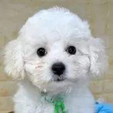 ビションフリーゼ