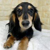 ミニチュアダックスフンド(ロング)