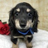 ミニチュアダックスフンド(ロング)