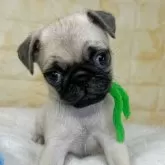 パグ